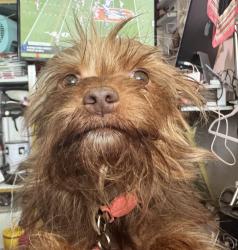 Lost Female Dog last seen S Broadmoor, West Covina, CA 91790