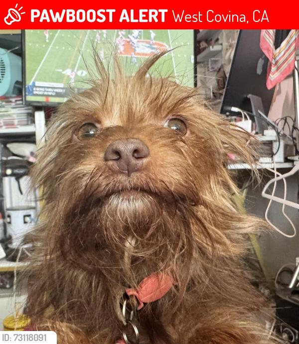 Lost Female Dog last seen S Broadmoor, West Covina, CA 91790