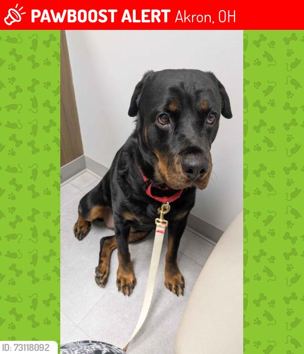 Lost Female Dog last seen Near Waldorf akron Ohio 44313, Akron, OH 44313