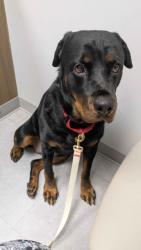 Lost Female Dog last seen Near Waldorf akron Ohio 44313, Akron, OH 44313