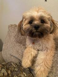 Lost Female Dog last seen Tara Court Republic Missouri, Republic, MO 65738