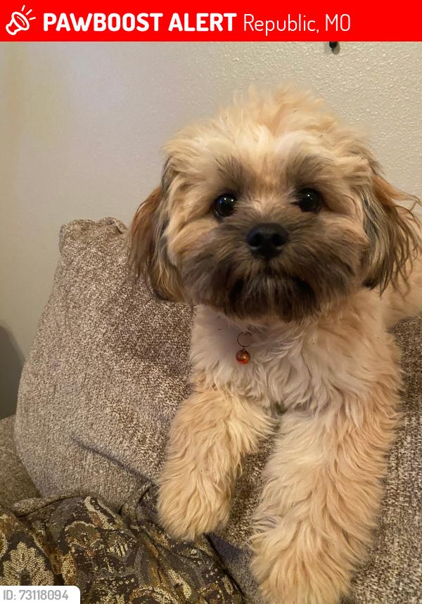 Lost Female Dog last seen Tara Court Republic Missouri, Republic, MO 65738