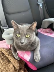 Lost Male Cat last seen Bobs Marina -Antioch, Antioch, IL 60002