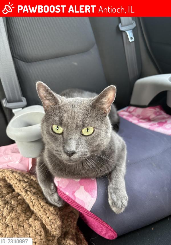 Lost Male Cat last seen Bobs Marina -Antioch, Antioch, IL 60002
