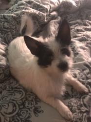 Reunited Male Dog last seen ??, Killeen, TX 76541