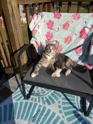 Lost Male Cat last seen Harness horse route 28, Allenstown, NH 03275