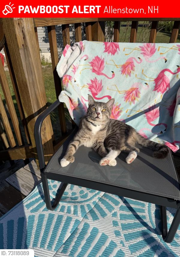 Lost Male Cat last seen Harness horse route 28, Allenstown, NH 03275