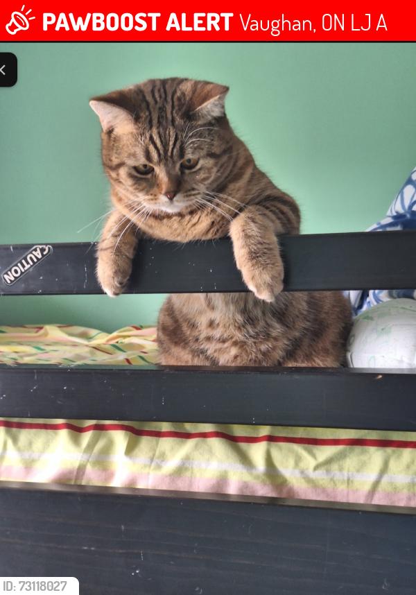 Lost Female Cat last seen Thornhill, Vaughan, ON L4J 3A7