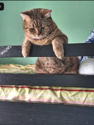 Lost Female Cat last seen Thornhill, Vaughan, ON L4J 3A7