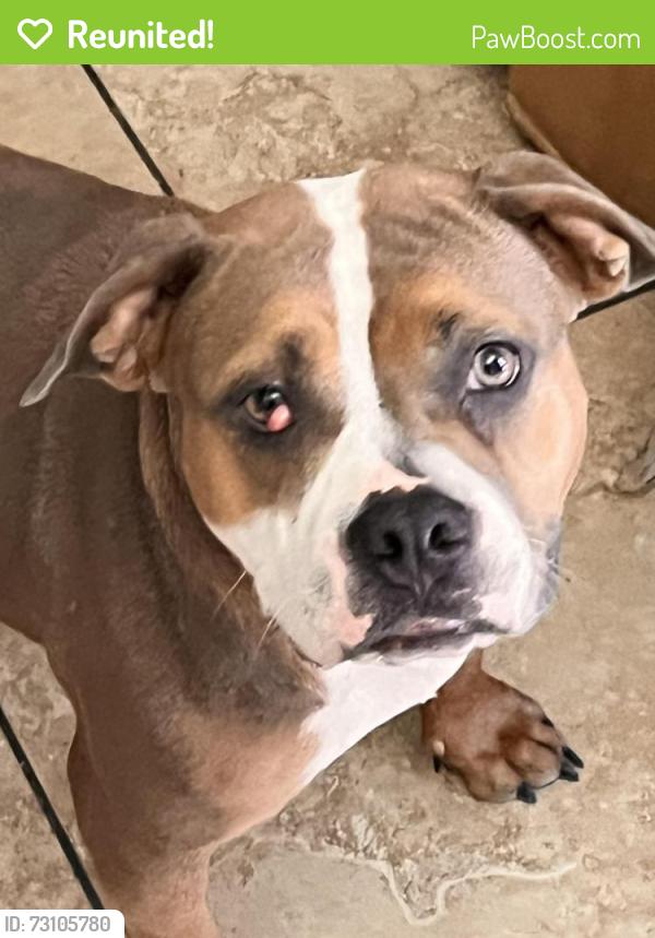 Reunited Female Dog last seen Pennwood and valley view, Las Vegas, NV 89102