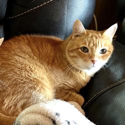 Lost Male Cat last seen Near Candler Elementary, Candler, NC 28715