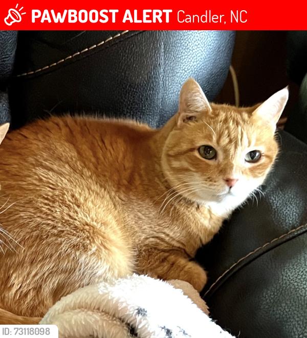 Lost Male Cat last seen Near Candler Elementary, Candler, NC 28715