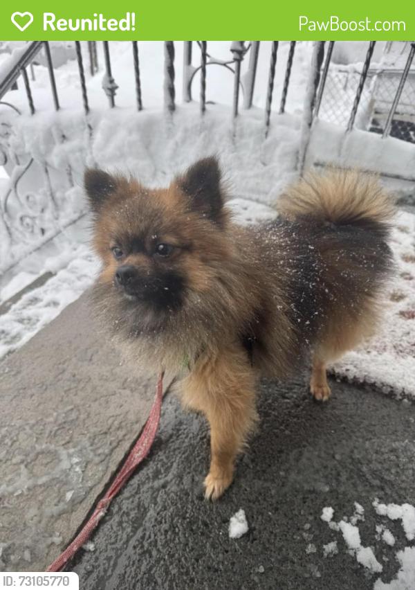 Reunited Male Dog last seen Home Liquors, Springfield Avenue, Newark, NJ, Newark, NJ 07103