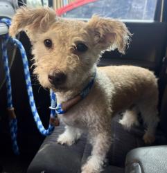 Found/Stray Female Dog last seen Larchwood St / Bauman St, Highland Park, MI 48203