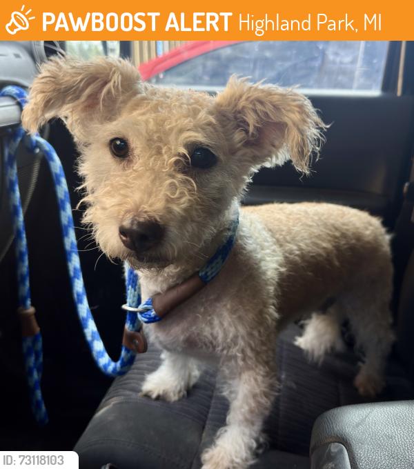 Found/Stray Female Dog last seen Larchwood St / Bauman St, Highland Park, MI 48203