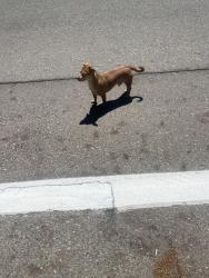 Found/Stray Male Dog last seen S 146th St Tukwila, WA 98168 United States, Tukwila, WA 98168