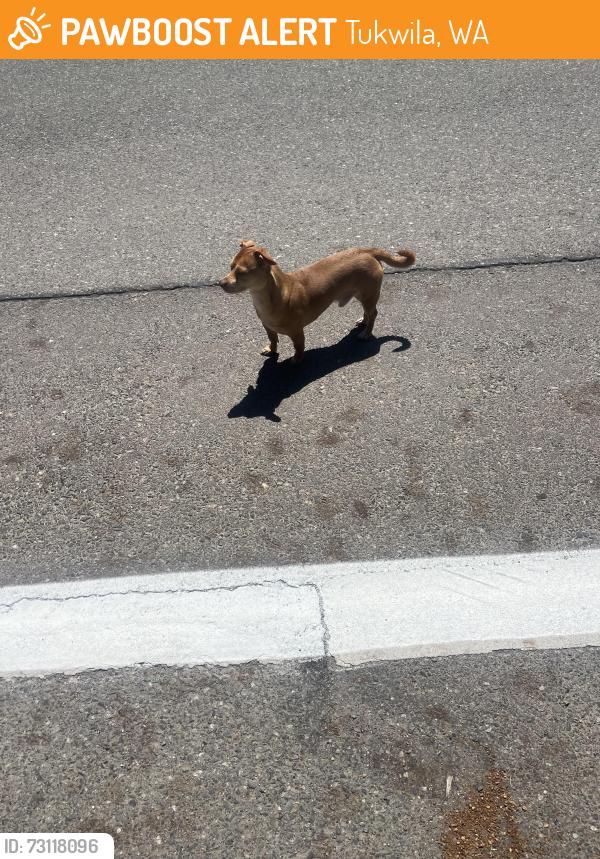 Found/Stray Male Dog last seen S 146th St Tukwila, WA 98168 United States, Tukwila, WA 98168