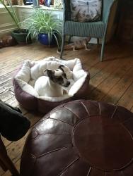 Reunited Female Dog last seen Cavehill road Antrim road, Belfast, Northern Ireland 