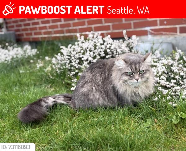Lost Female Cat last seen 85th and 15th Ave NW, Seattle, WA 98117