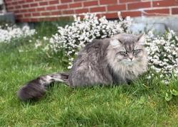 Lost Female Cat last seen 85th and 15th Ave NW, Seattle, WA 98117
