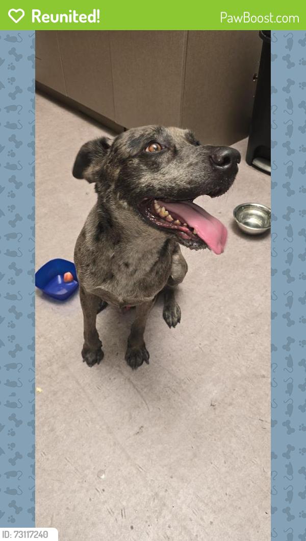 Reunited Male Dog last seen 48th Street and Broadway, Phoenix, AZ 85040