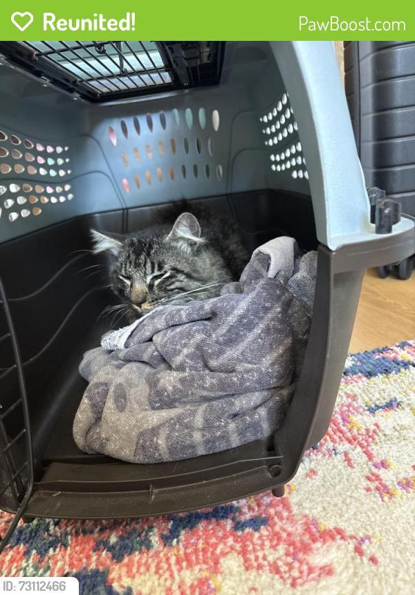 Reunited Male Cat last seen Rock springs, San Marcos, CA 92069
