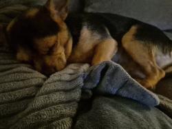 Reunited Male Dog last seen Cussick, Chico, CA 95926