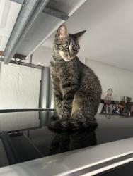 Lost Female Cat last seen Bexley Park, Delray Beach, FL 33445