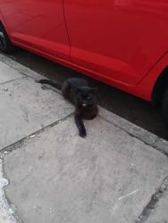 Reunited Unknown Cat last seen Rock-Up-In tattoos, West Northamptonshire, England 