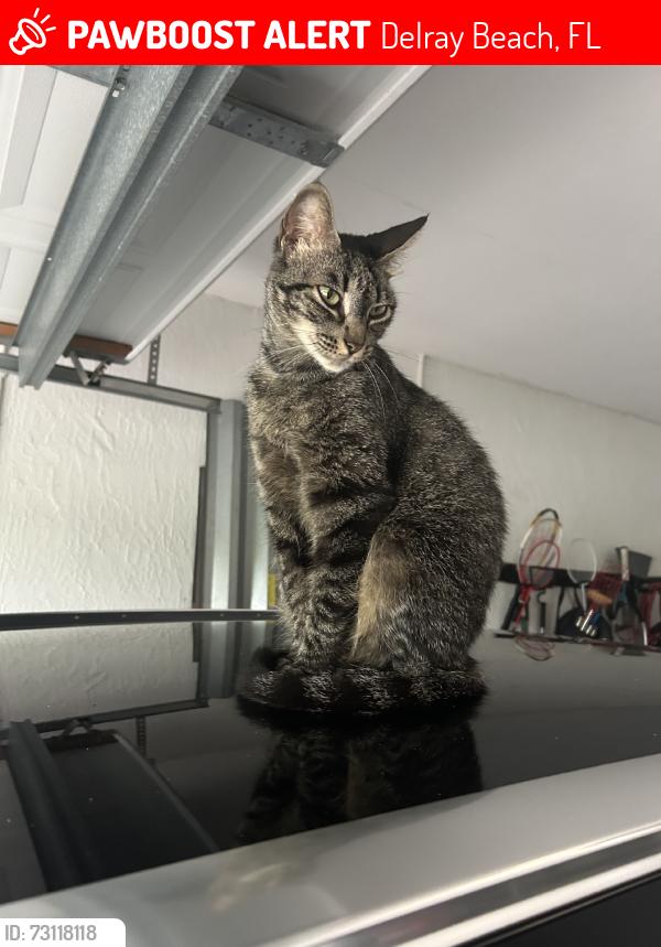 Lost Female Cat last seen Bexley Park, Delray Beach, FL 33445