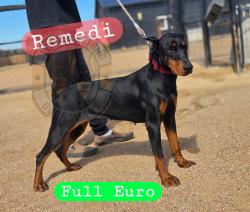 Lost Female Dog last seen Near 54 Ave & Sheridan Blvd Berkeley Neighborhood, Arvada, CO 80002