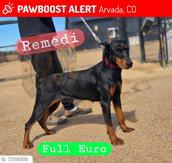 Lost Female Dog last seen Near 54 Ave & Sheridan Blvd Berkeley Neighborhood, Arvada, CO 80002