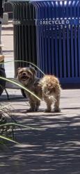 Found/Stray Unknown Dog last seen Resting in the shade at San Antonio Amtrak Station, San Antonio, TX 78205