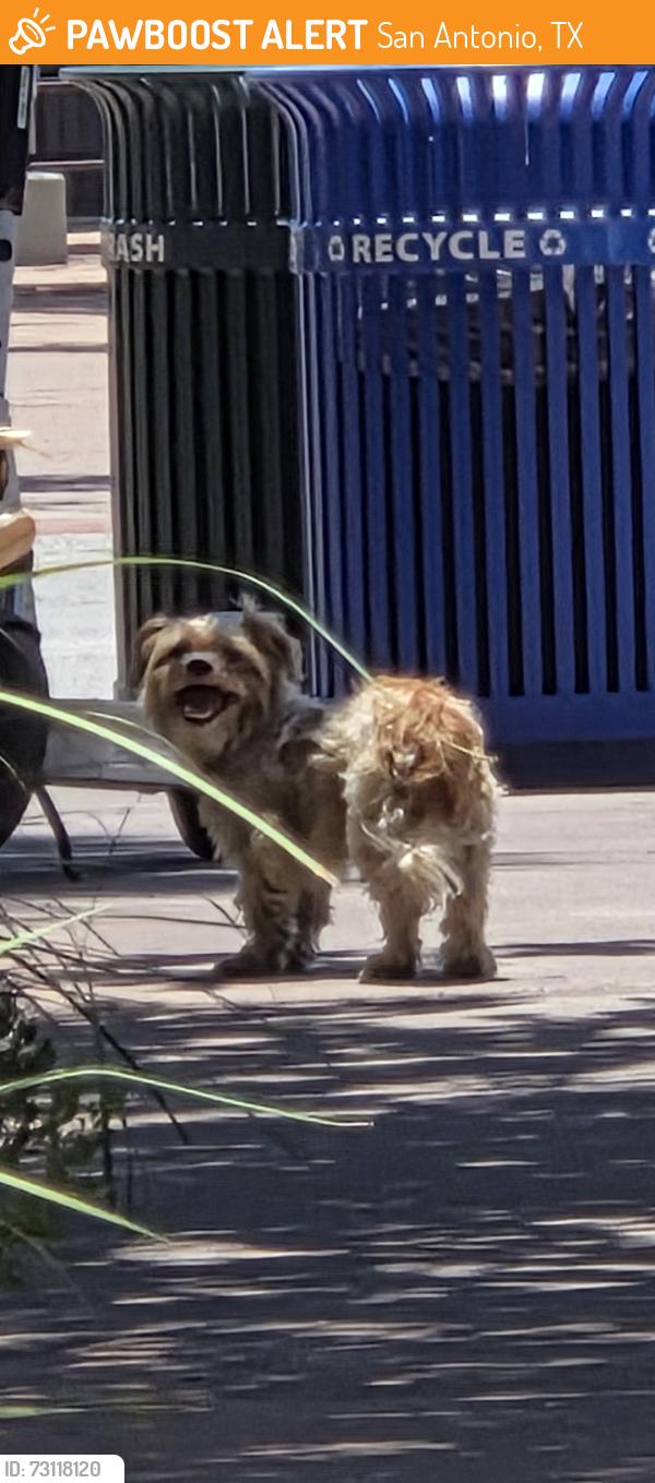Found/Stray Unknown Dog last seen Resting in the shade at San Antonio Amtrak Station, San Antonio, TX 78205