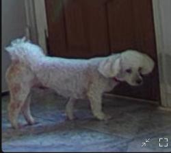 Lost Male Dog last seen Charter oaks Ln,GA, Lawrenceville, GA 30046
