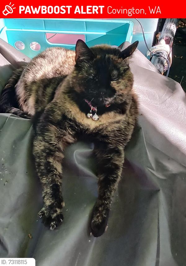 Lost Female Cat last seen Near se 256th st, by soos creek trail, Covington, WA 98042