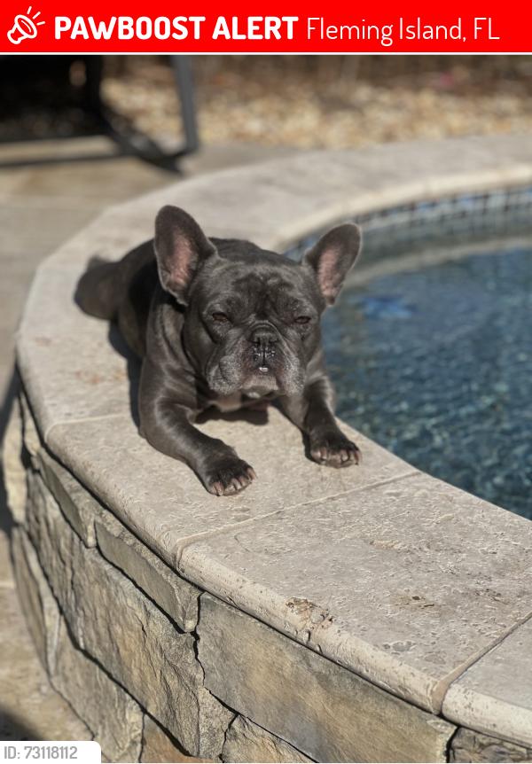 Lost Female Dog last seen Hibernia Oaks, Fleming Island, FL 32003