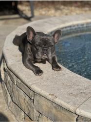 Lost Female Dog last seen Hibernia Oaks, Fleming Island, FL 32003