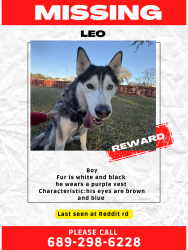 Reunited Male Dog last seen By Reddit rd, Orlando, FL 32822