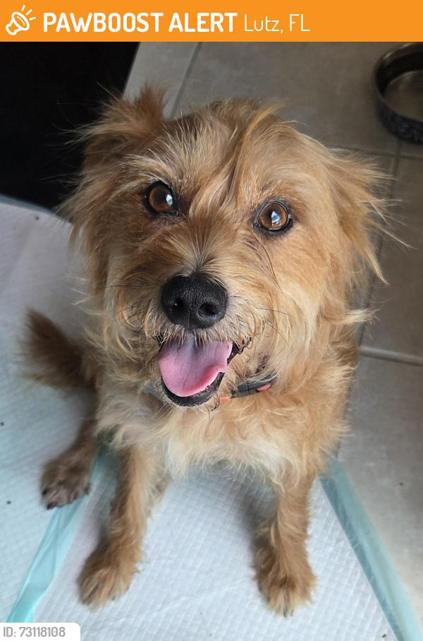 Found/Stray Male Dog last seen Van Dyke Rd and Dale Mabry Hwy, Lutz, FL 33548