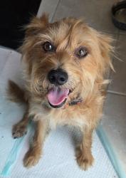 Found/Stray Male Dog last seen Van Dyke Rd and Dale Mabry Hwy, Lutz, FL 33548