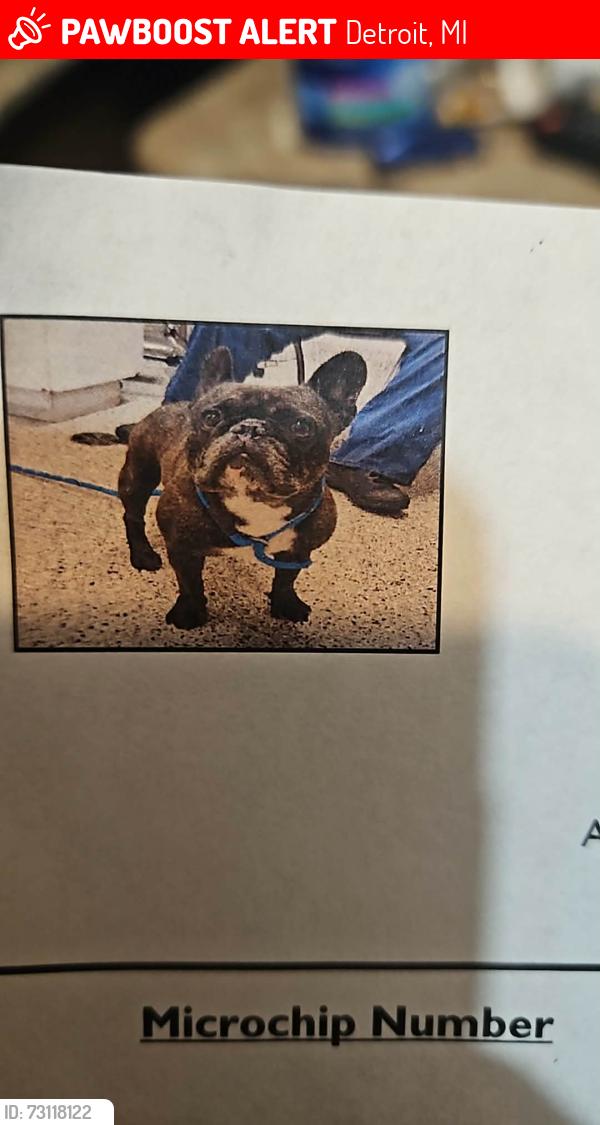 Lost Male Dog last seen Near faust detroit michigan, Detroit, MI 48228
