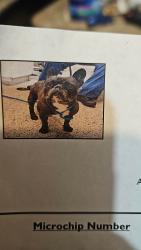 Lost Male Dog last seen Near faust detroit michigan, Detroit, MI 48228