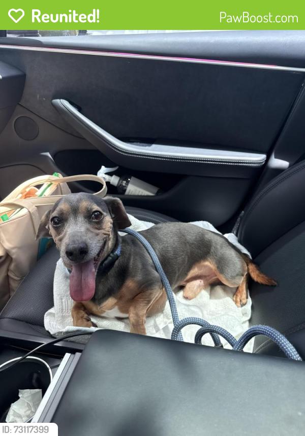 Reunited Male Dog last seen Residential area, Sunrise, FL 33351