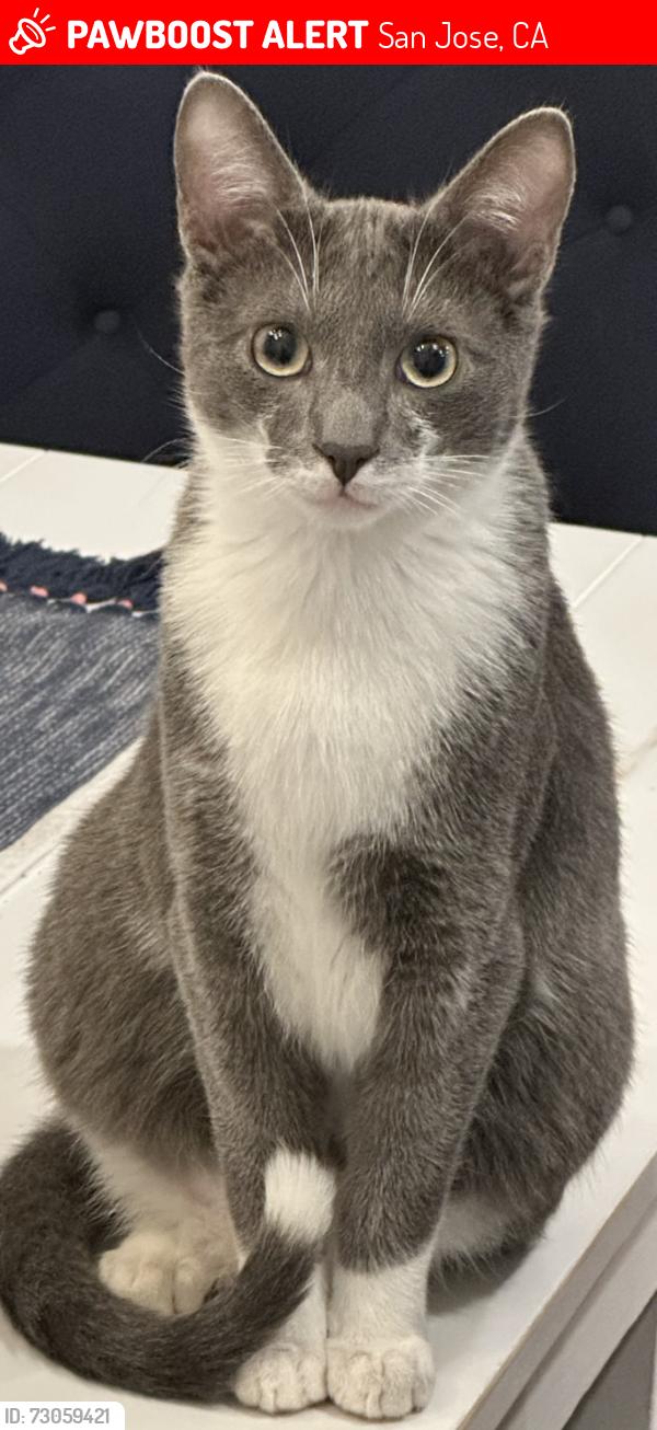 Lost Male Cat last seen Portswood and Scaletta, San Jose, CA 95120