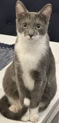 Lost Male Cat last seen Portswood and Scaletta, San Jose, CA 95120