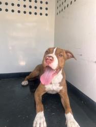 Shelter Stray Female Dog last seen Near BLK TERRACE WAY BAKERSFIELD,CA, 201 S Mt Vernon Ave, Bakersfield, CA 93307, USA