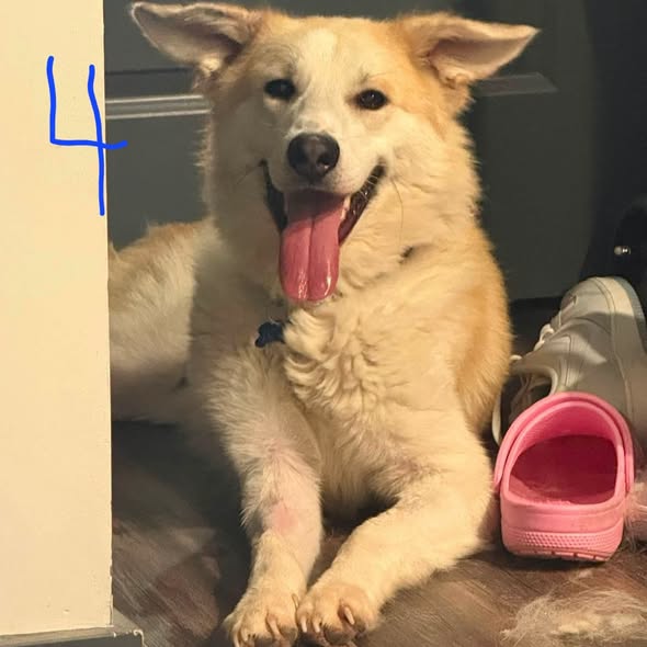 Shelter Stray Male Dog last seen Near BLOCK DIXIE HWY, 3528 Newburg Rd, Louisville, KY 40218, USA