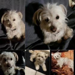 Lost Female Dog last seen Fairgrove st, Ramona blvd, Baldwin Park, Baldwin Park, CA 91706