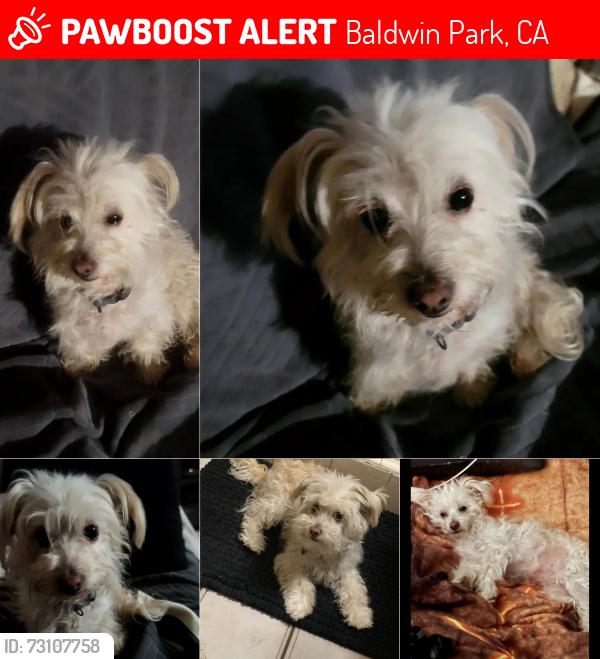 Lost Female Dog last seen Fairgrove st, Ramona blvd, Baldwin Park, Baldwin Park, CA 91706